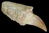 Fossil Mosasaur (Prognathodon) Tooth - Composite Tooth #117056-1